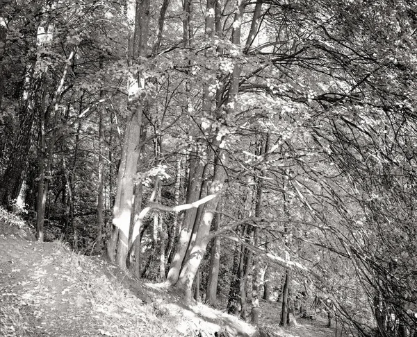 Güneşli yaz gününde ağaçların çalılık ile Orman yamacı — Stok fotoğraf