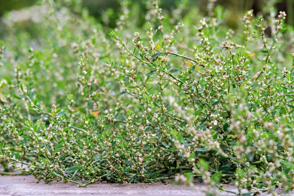 Knotgrass growing on the edge of the pavement — Stock Photo, Image