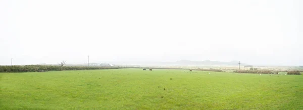 Vista panorâmica do campo de grama verde com vacas e ovelhas em um ty — Fotografia de Stock