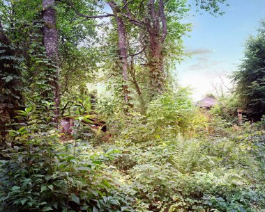 Güneşli bir günde bir ormanda eski harap ahşap bina