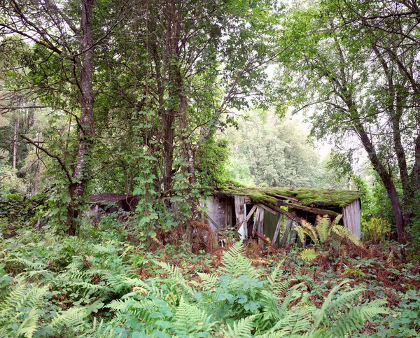 Antiguo edificio de madera en ruinas en un bosque natural en un día soleado . — Foto de Stock