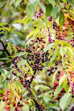 Prunus Serotina veya yabani kiraz Dal
