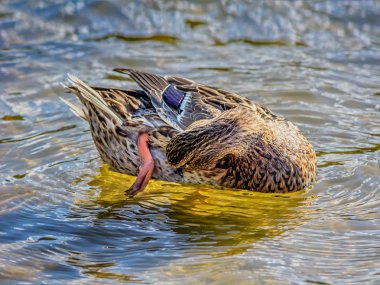 Suda kıyıya yakın ördek 