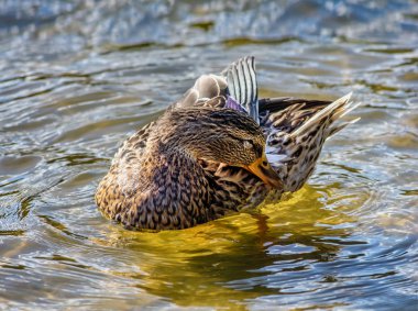 Suda kıyıya yakın ördek 