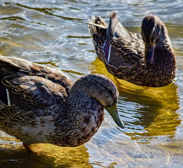 Two ducks near shore in the water — Stock Photo, Image