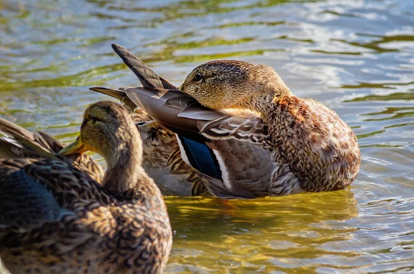 Dos patos cerca de la orilla en el agua — Foto de Stock