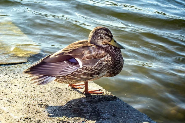 Pato en la orilla cerca del agua — Foto de Stock