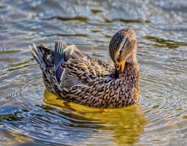 Suda kıyıya yakın ördek 