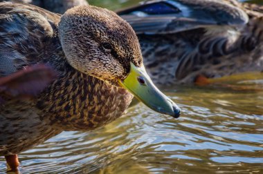 Suda kıyıya yakın ördek 