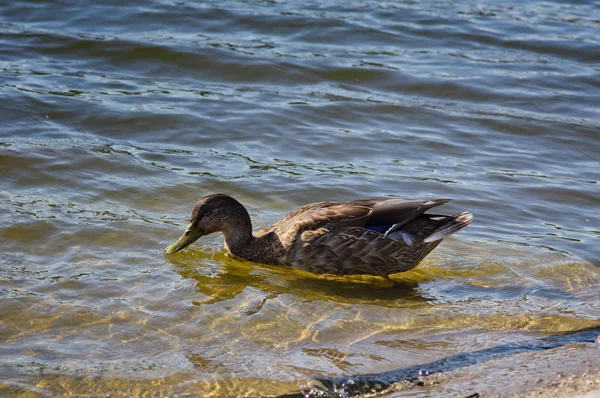 Duck near shore in the water — Stock Photo, Image