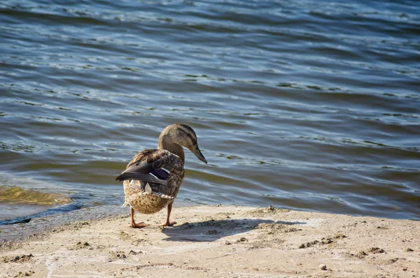 Duck on shore by the water — Stock Photo, Image