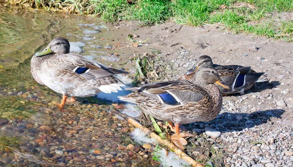 Tres patos en la orilla cerca del agua — Foto de Stock