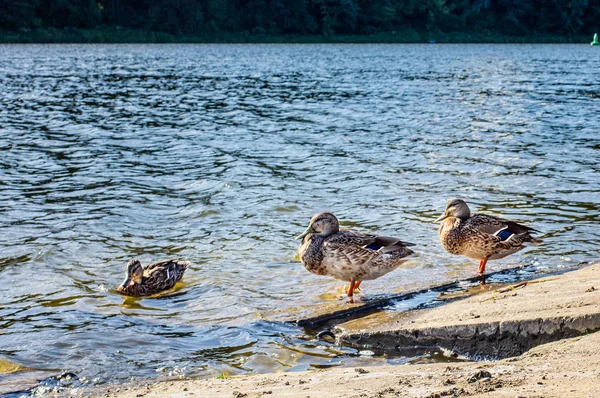 Tres patos en la orilla cerca del agua — Foto de Stock