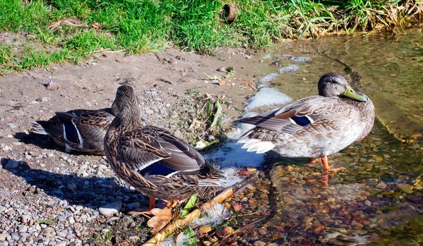 Tres patos en la orilla cerca del agua — Foto de Stock