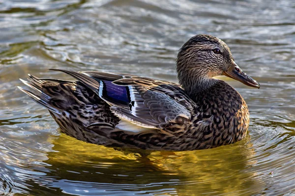 Pato cerca de la orilla en el agua — Foto de Stock