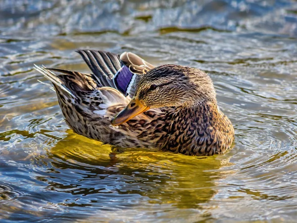 Pato cerca de la orilla en el agua — Foto de Stock