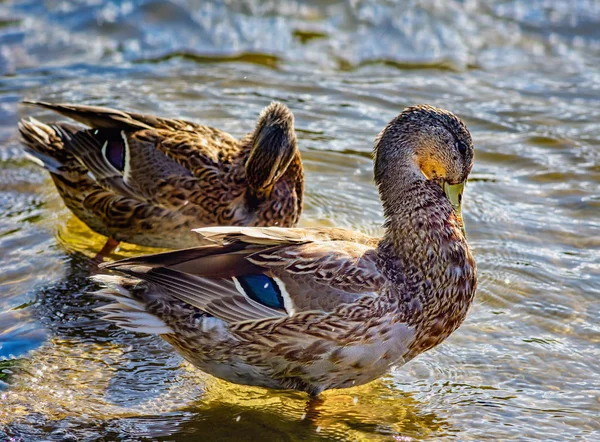 Dos patos cerca de la orilla en el agua — Foto de Stock