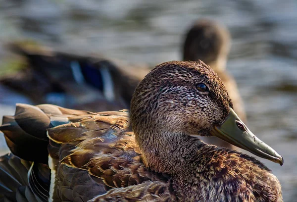 Pato cerca de la orilla en el agua — Foto de Stock