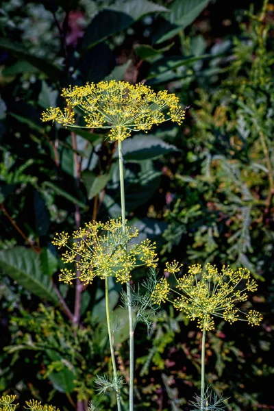 Dille bloeit in een tuin — Stockfoto