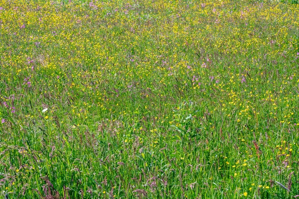 Naturliga och vilda färgglada äng blommande — Stockfoto