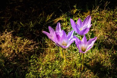 Sonbahar güneş ışığında çiğdem çiçekleri