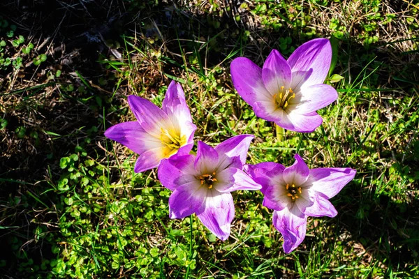 Fleurs de crocus en automne lumière du soleil — Photo