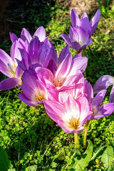 Цветки крокусов на осеннем солнце — стоковое фото