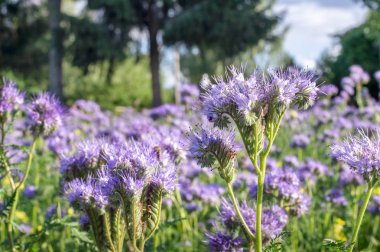 Bir bahçede lacy phacelia çiçekleri