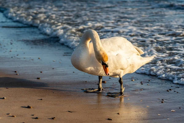 Cisne branco com anel numerado na perna — Fotografia de Stock