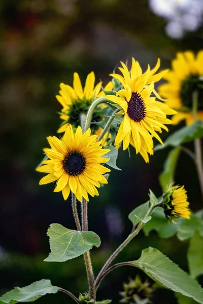 Flor de girasol sobre un fondo oscuro — Foto de Stock