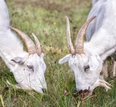 Boynuzlu iki beyaz keçi ot yer.