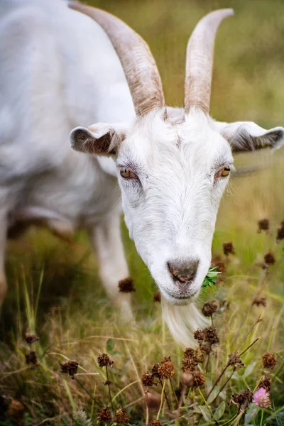 Porträt einer weißen Ziege — Stockfoto