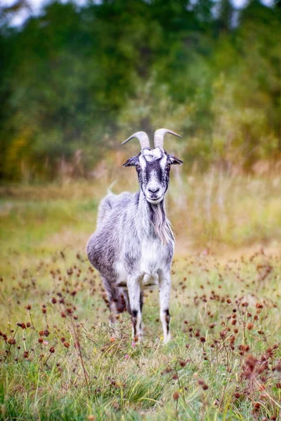 Беременная коза с рогами на траве — стоковое фото
