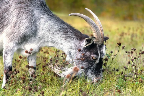 Schwarze weiße Ziege mit Hörnern auf einem herbstlichen Gras — Stockfoto