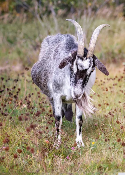 Zwangere geit met hoorns op een gras — Stockfoto