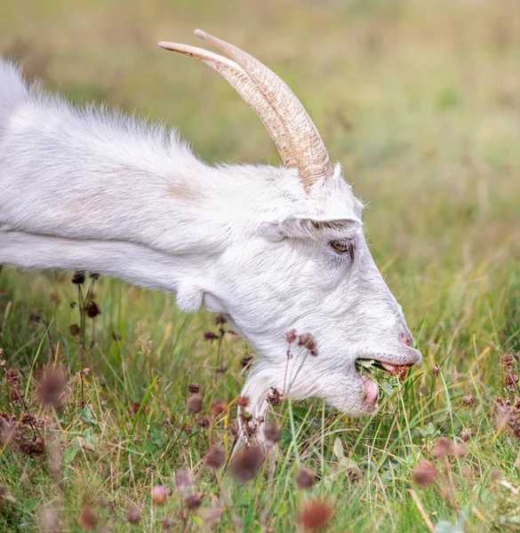 Weiße Ziege mit Hörnern frisst Gras — Stockfoto