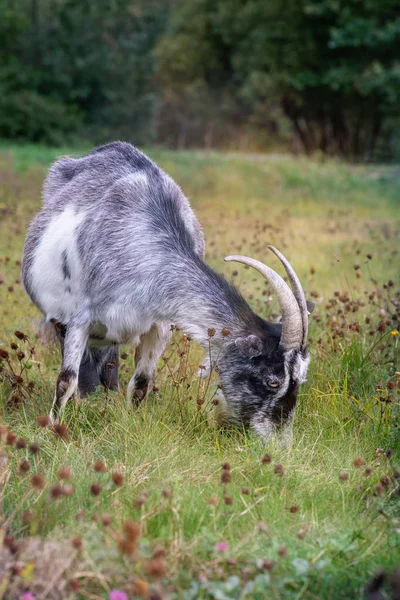 White black goat with horns eat grass. — Stock Photo, Image