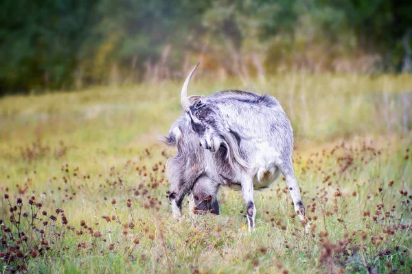 Біла чорна коза з рогами на траві — стокове фото