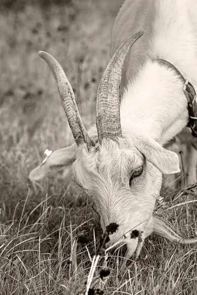 Weiße schwarze Ziege mit Hörnern frisst Gras — Stockfoto