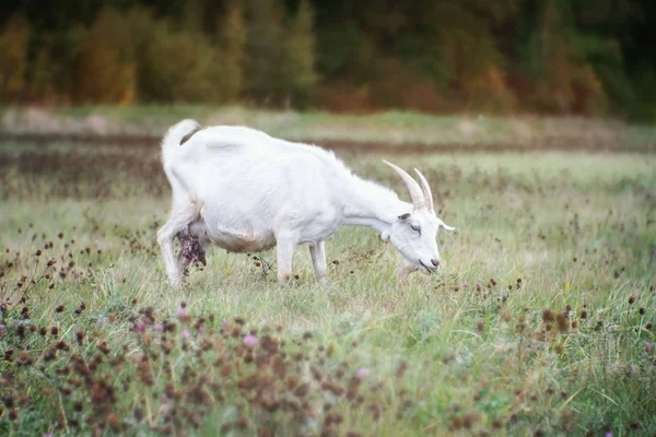 Bílá koza s rohy na trávě — Stock fotografie