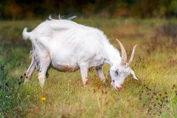 Біла коза з рогами на траві — стокове фото