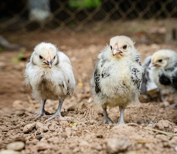 Pequenas galinhas Lakenvelder em um solo quintal — Fotografia de Stock