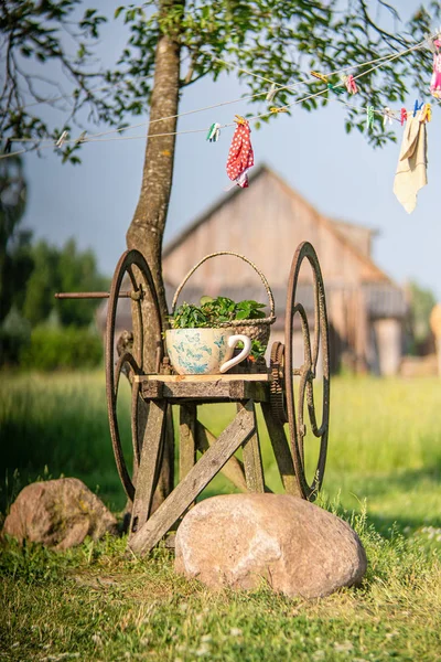Vintage rostige Gras Zerkleinerungsmaschine mit Blumentopf und Korb — Stockfoto