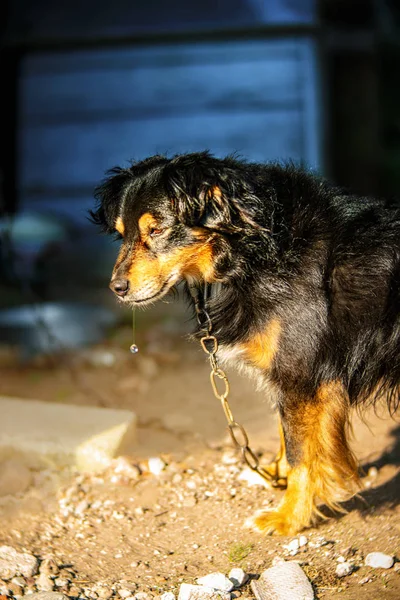 Portrait of  lost in thought dog with  a falling drop of saliva