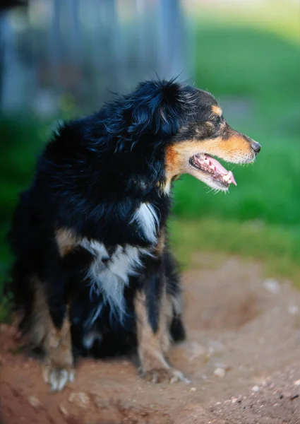 Portré egy gyönyörű ülő kutya — Stock Fotó