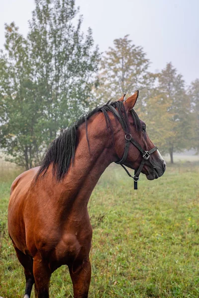 Portait kůň — Stock fotografie