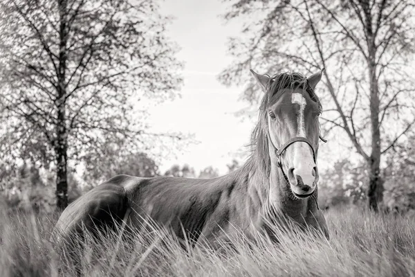 Cheval couché sur une herbe d'automne . — Photo