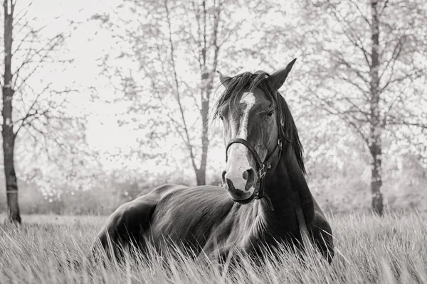 Pferd liegt auf einem herbstlichen Gras. — Stockfoto