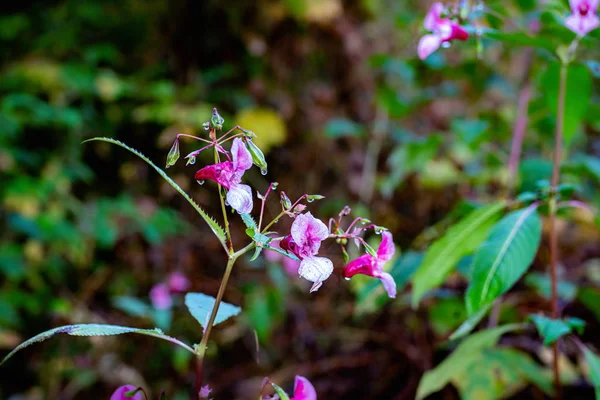 Indian Balsam wildflower in an autumn forest — Stock Photo, Image