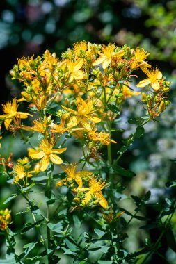 Çiçekli St. John 's Wort Bitkisi
